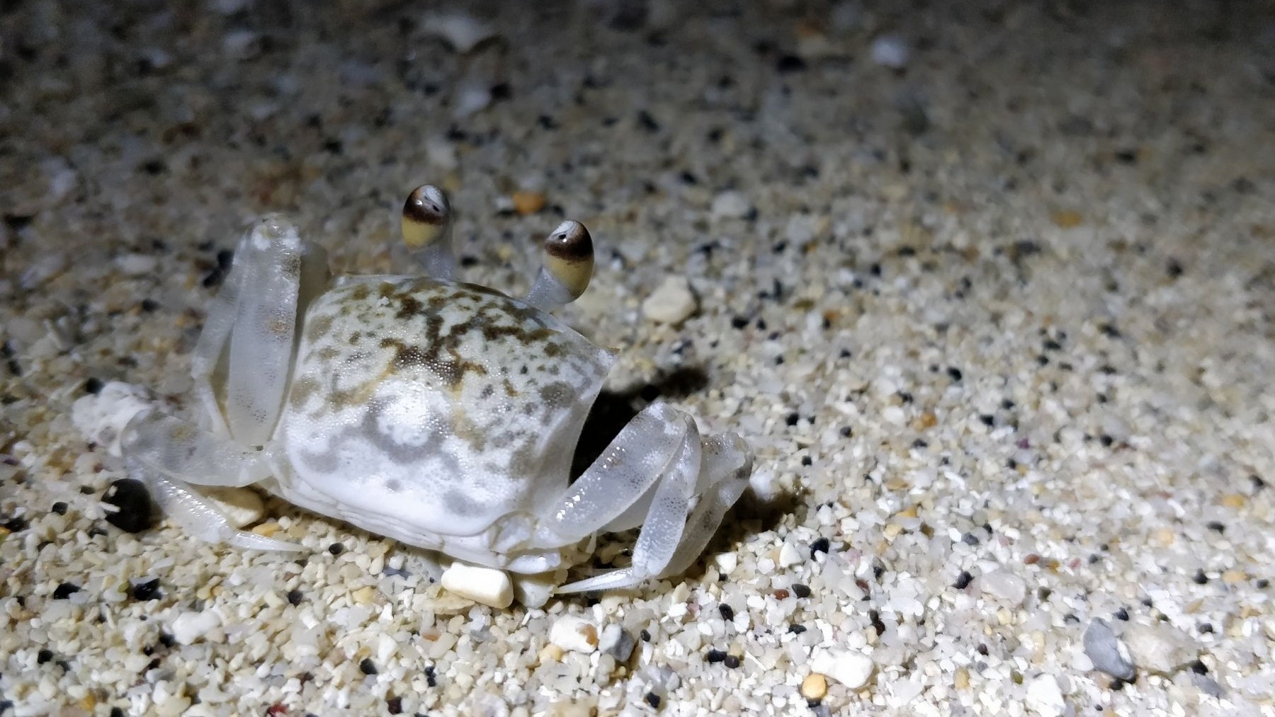 夜訪沙蟹