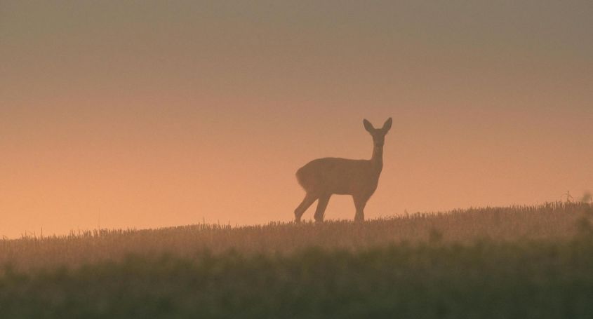 墾丁夜觀尋鹿觀星趣